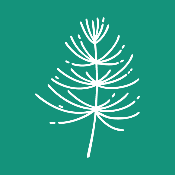 Farn Icon